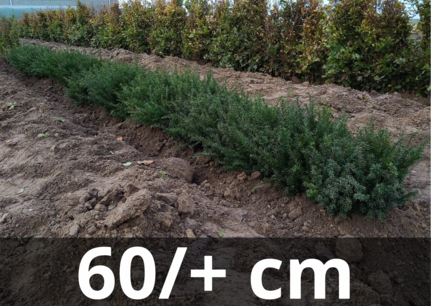 Taxus Baccata 60/+ cm blote wortel Taxus Baccata 60/+ cm blote wortel