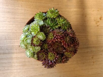 Sempervivum TRIO P17 groen/rood Sempervivum TRIO P17 groen/rood