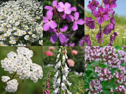 Bloemenmix Meerjarig – Fleur-Couleur - bio bloemenzaden