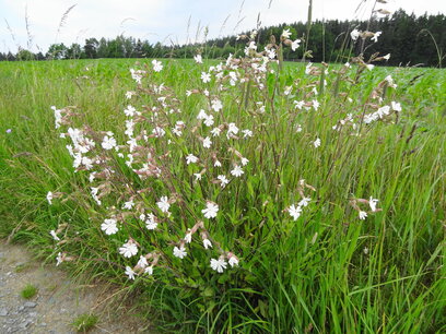 Avondkoekoeksbloem - Silene latifolia - Bio vaste plant Avondkoekoeksbloem - Silene latifolia - Bio vaste plant