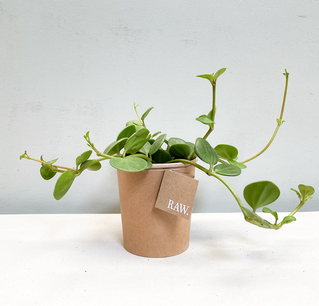 Peperomia Hope | Biologisch Peperomia Hope | Biologisch