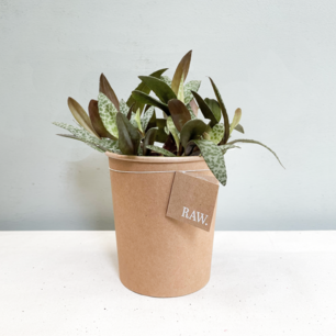 Ledebouria Scilla | Biologisch Ledebouria Scilla | Biologisch