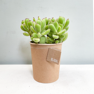 Cotyledon Ladysmithiensis | Biologisch Cotyledon Ladysmithiensis | Biologisch