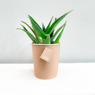 Aloë Delaetii | Biologisch Aloë Delaetii | Biologisch