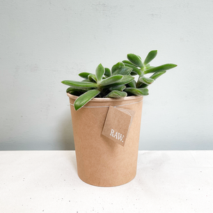 Echeveria Pulvinata | Biologisch Echeveria Pulvinata | Biologisch