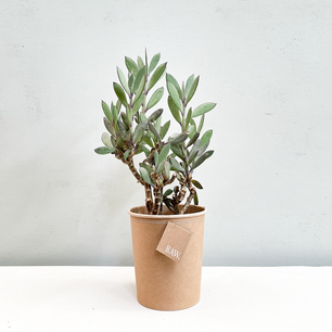 Senecio Crassissimus | Biologisch Senecio Crassissimus | Biologisch