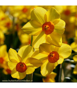 Narcissus Martinette - biologische bloembol Narcissus Martinette - biologische bloembol
