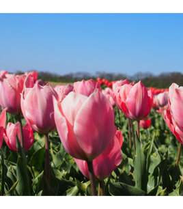 Tulipa impression saumon - bulbe de fleur biologique