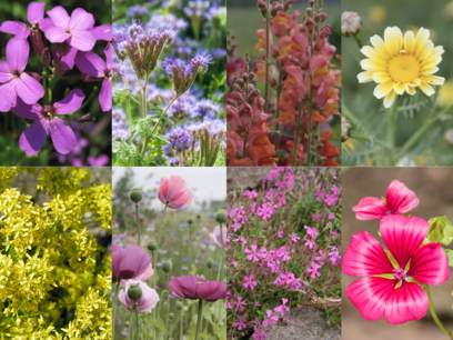 Bloemenweidemix – Fleur-Couleur - bio bloemenzaden