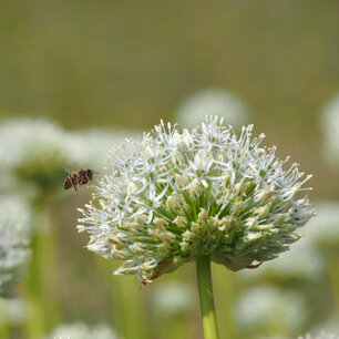 Allium Mount Everest - biologische bloembol Allium Mount Everest - biologische bloembol