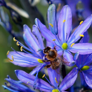Camassia leichtlinii 'Caerulea' - Prairielelie of Indianenbloem - biologische bloembol Camassia leichtlinii 'Caerulea' - Prairielelie of Indianenbloem - biologische bloembol