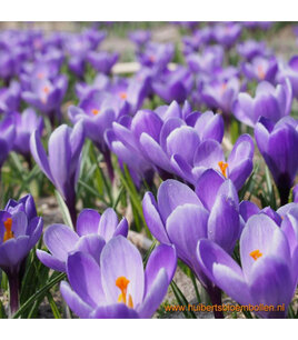 Krokus grand Maitre - biologische bloembol