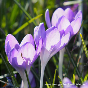 Krokus 'Barr's Purple' - biologische bloembol