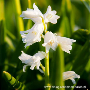 Hyacinthoïdes hispanica - Boshyacint wit - - biologische bloembol Hyacinthoïdes hispanica - Boshyacint wit - - biologische bloembol