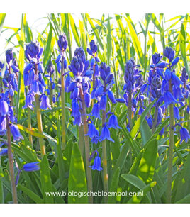 Hyacinthoïdes Excelsior - Boshyacint blauw - biologische bloembol Hyacinthoïdes Excelsior - Boshyacint blauw - biologische bloembol