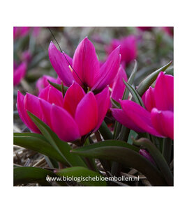 Tulipa humilis 'Violacea Black Base' - biologische bloembol Tulipa humilis 'Violacea Black Base' - biologische bloembol