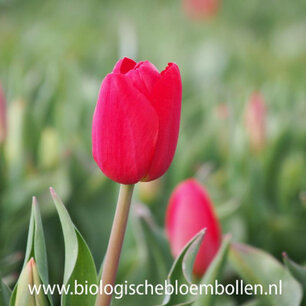 Tulipa 'Fire Clay' - biologische bloembol Tulipa 'Fire Clay' - biologische bloembol