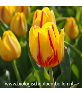 Tulipa 'Freedom Flame' - biologische bloembol Tulipa 'Freedom Flame' - biologische bloembol