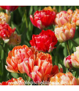 Tulipa 'Gudoshnik Double' - biologische bloembol Tulipa 'Gudoshnik Double' - biologische bloembol