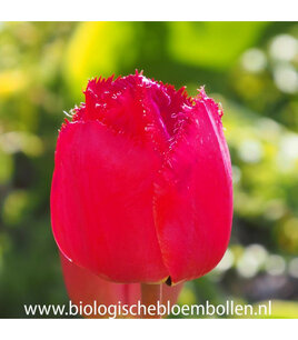 Tulipa 'Masterpeace' - biologische bloembol Tulipa 'Masterpeace' - biologische bloembol