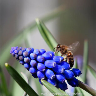 Muscari armeniacum - Blauwe druifje - biologische bloembol Muscari armeniacum - Blauwe druifje - biologische bloembol