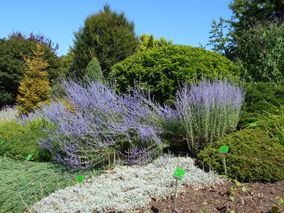 Perovskia 'Little Spire'® - Blauwspirea Perovskia 'Little Spire'® - Blauwspirea