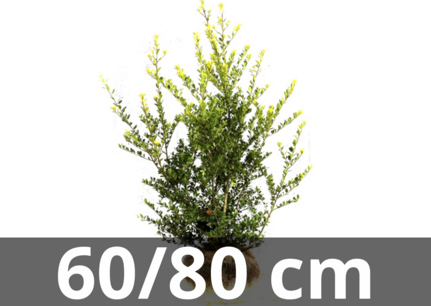 Ilex crenata green hedge 60-80 cm Ilex crenata green hedge 60-80 cm