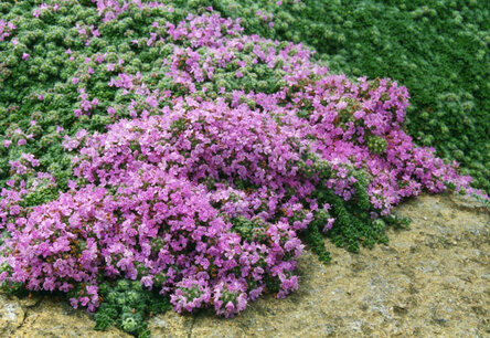 Thymus praecox 'Pseudolanuginosus' - kruiptijm/woltijm Thymus praecox 'Pseudolanuginosus' - kruiptijm/woltijm