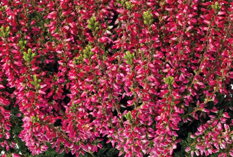 Erica darleyensis 'Kramers Rote' - winterheide 10-20 cm Erica darleyensis 'Kramers Rote' - winterheide 10-20 cm