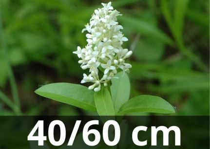 Ligustrum Vulgare 40-60 cm blote wortel Ligustrum Vulgare 40-60 cm blote wortel