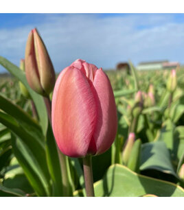 Tulipa 'Design Impression' - biologische bloembol Tulipa 'Design Impression' - biologische bloembol