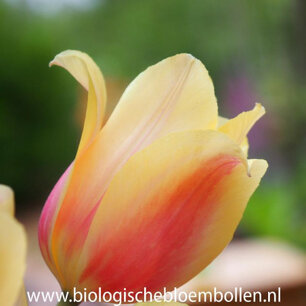 Tulipa 'Blushing Lady' - biologische bloembol Tulipa 'Blushing Lady' - biologische bloembol