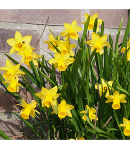 Narcissus Tete-a-Tete - biologische bloembol Narcissus Tete-a-Tete - biologische bloembol