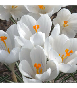 Krokus Jeanne d´Arc - Bulbes à fleurs organiques Krokus Jeanne d´Arc - Bulbes à fleurs organiques
