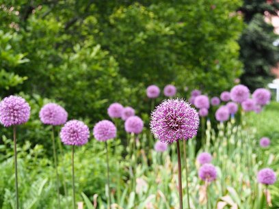 Allium Purple Sensation - biologische bloembol Allium Purple Sensation - biologische bloembol