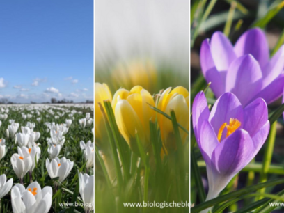 50 x Boerenkrokus Mix - biologische bloembollen 50 x Boerenkrokus Mix - biologische bloembollen