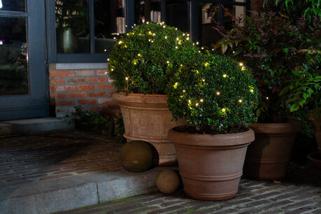 Ilex crenata Dark green® bolvorm 25 cm 'Japanse hulst' - Met verlichting (24 lampjes) Ilex crenata Dark green® bolvorm 25 cm 'Japanse hulst' - Met verlichting (24 lampjes)