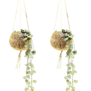 Kokodama Ceropegia “String of Hearts” (Chinees lantaarnplantje) (KDS12ceroPONL) Kokodama Ceropegia “String of Hearts” (Chinees lantaarnplantje) (KDS12ceroPONL)
