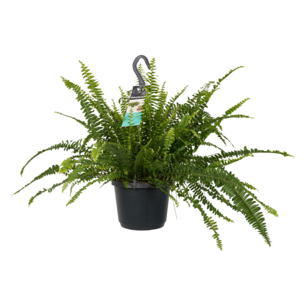 Decorum Nephrolepis exaltata 'Green Lady' (Decorum Nephrolepis exaltata 'Green Lady') Decorum Nephrolepis exaltata 'Green Lady' (Decorum Nephrolepis exaltata 'Green Lady')