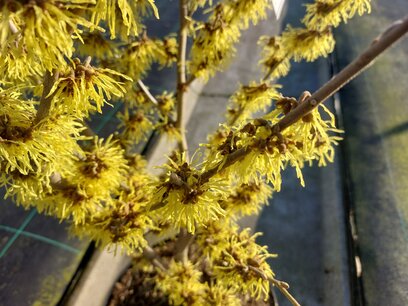 Hamamelis intermedia arnold promise - Toverhazelaar - 40-60 cm Hamamelis intermedia arnold promise - Toverhazelaar - 40-60 cm