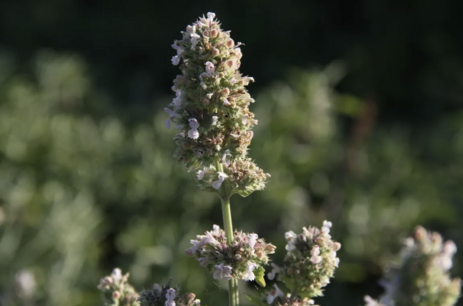 Wild Kattenkruid  - Nepeta cataria – bio bloemenzaden