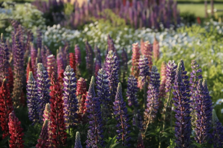 Vaste lupine - Lupinus polyphyllus – bio bloemenzaden
