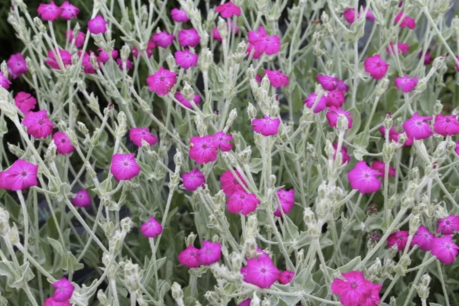Prikneus - Silene coronaria - bio bloemenzaden
