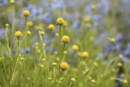 Ananasbloem - Cephalaphora aromatica ‘Pineapples’ - bio bloemenzaden
