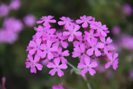 Lijmkruid - Silene compacta - bio bloemenzaden