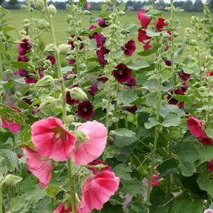 Stokroos gemengd - 'Alcea rosea' - Bio bloemenzaden Stokroos gemengd - 'Alcea rosea' - Bio bloemenzaden