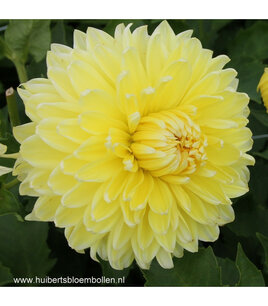 Dahlia Bilbao - biologische bloembol Dahlia Bilbao - biologische bloembol