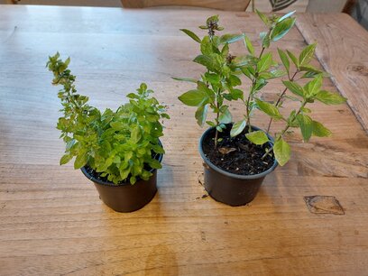 Duo Basilicum (fijn & kaneel) - Ocimum basilicum - Bio vaste plant/kruidenplant Duo Basilicum (fijn & kaneel) - Ocimum basilicum - Bio vaste plant/kruidenplant