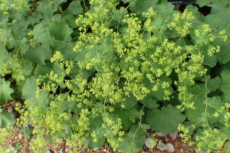 Alchemilla mollis - Vrouwenmantel Alchemilla mollis - Vrouwenmantel