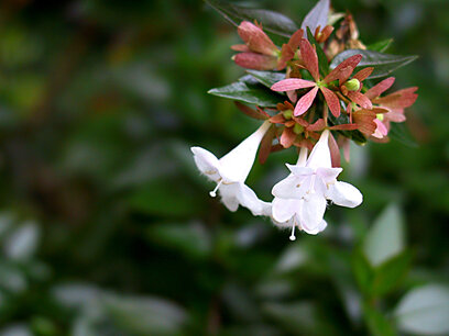Abelia grandiflora - Abelia